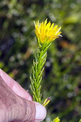 Lachnaea aurea
