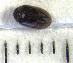 Contacyphon ignoratus