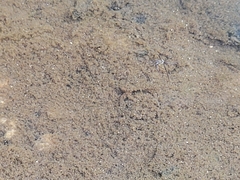 Trepobates pictus