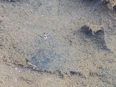 Trepobates pictus