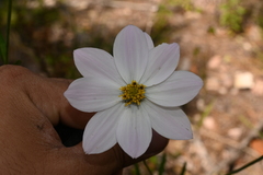 Cosmos palmeri