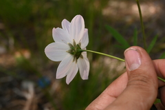 Cosmos palmeri