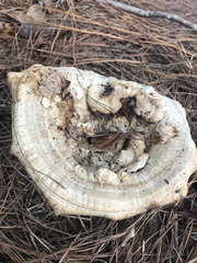 Microporellus dealbatus