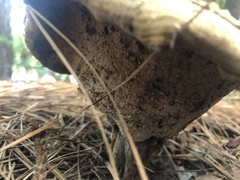 Microporellus dealbatus