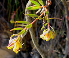 Penaea acutifolia