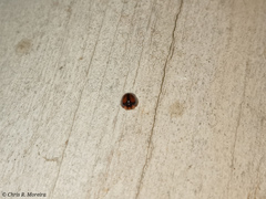 Pentilia chelsea