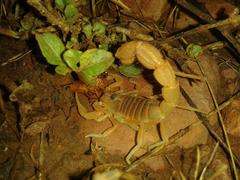 Parabuthus mossambicensis