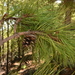Pinus durangensis - Photo (c) Dante S. Figueroa,  זכויות יוצרים חלקיות (CC BY-SA), הועלה על ידי Dante S. Figueroa