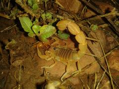 Parabuthus mossambicensis