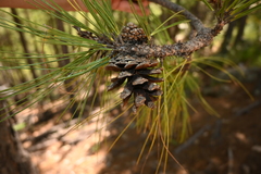 Pinus durangensis