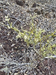 Alternanthera filifolia