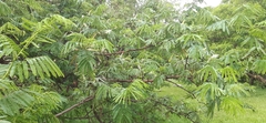 Mimosa tenuiflora