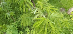 Mimosa tenuiflora