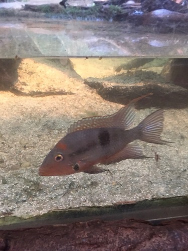 Thorichthys meeki