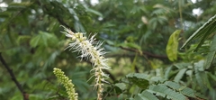 Mimosa tenuiflora