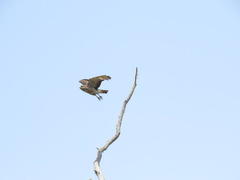 Circaetus fasciolatus