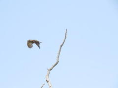 Circaetus fasciolatus