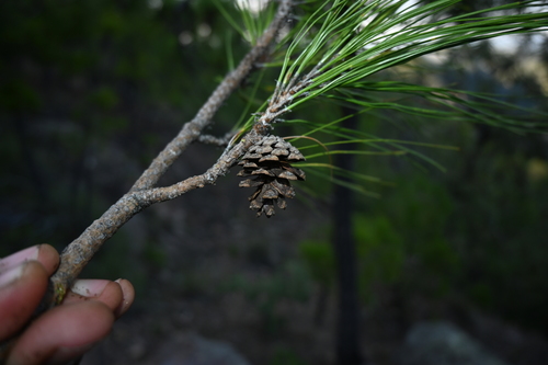 Herrera's pine (Pinus herrerae)