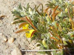 Listia heterophylla