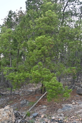 Pinus herrerae