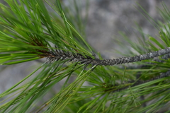 Pinus herrerae