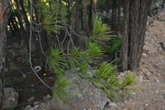 Pinus herrerae