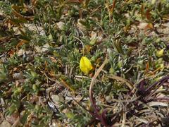 Listia heterophylla
