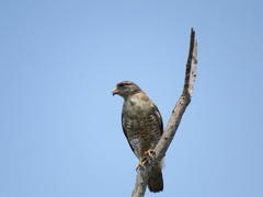 Circaetus fasciolatus