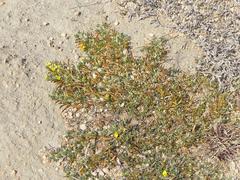 Listia heterophylla