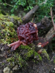 Gyromitra antarctica