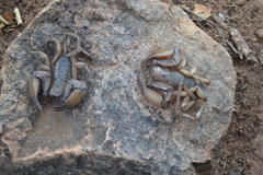 Hadogenes troglodytes