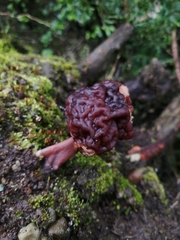 Gyromitra antarctica