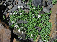 Veronica telephiifolia glareosa