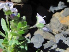 Veronica telephiifolia glareosa