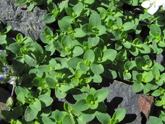 Veronica telephiifolia glareosa
