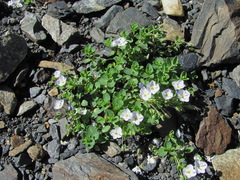 Veronica telephiifolia glareosa