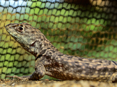 Tropidurus oreadicus