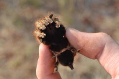 Ceratogyrus darlingi