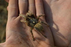 Ceratogyrus darlingi