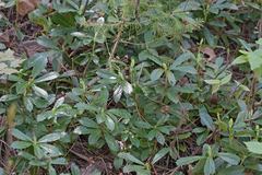 Chimaphila umbellata cisatlantica