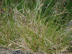 Agrostis rupestris