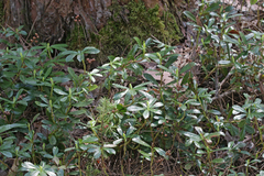 Chimaphila umbellata cisatlantica