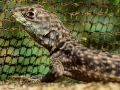 Tropidurus oreadicus