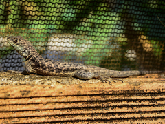 Tropidurus oreadicus