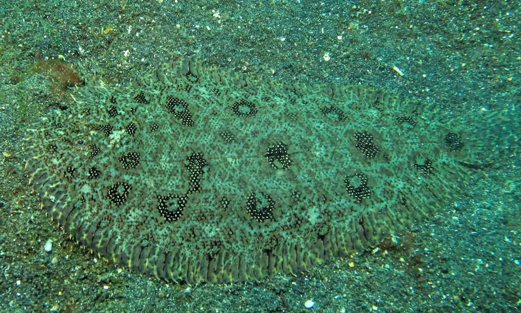 Hartzfeld’s Sole