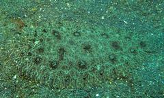 Heteromycteris hartzfeldii