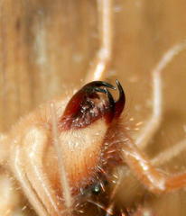 Solpugidae