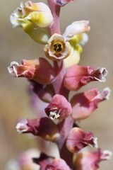 Lachenalia membranacea