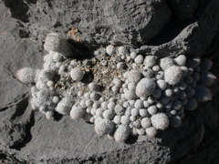 Escobaria sneedii sneedii