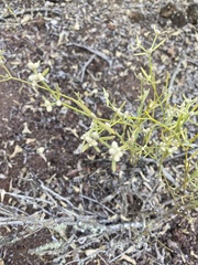 Alternanthera filifolia